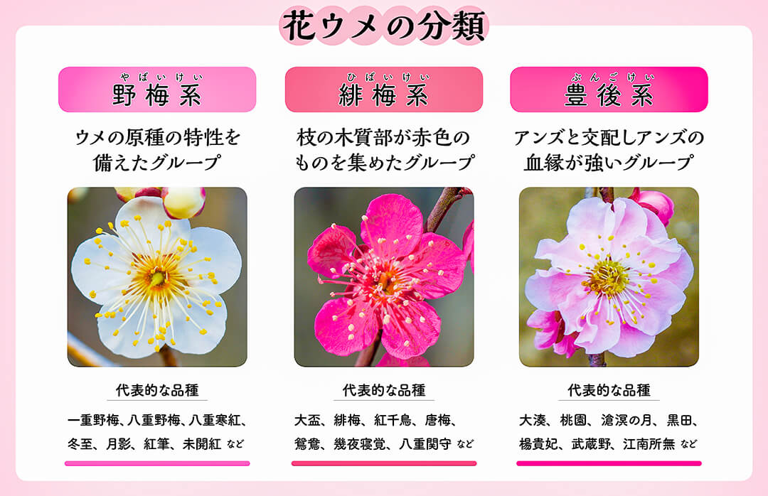 ウメ 梅 ：鶯宿 オウシュク4～5号ポット の通販園芸ネット