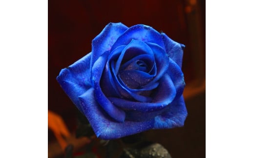 バラ3本にはどんな意味がある？おすすめの選び方や贈り方も紹介