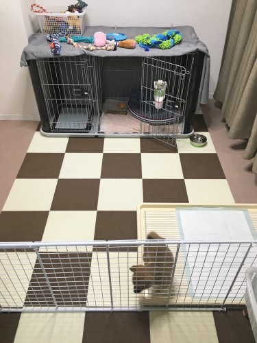 狭いリビングで犬のケージをおしゃれなレイアウトにするには