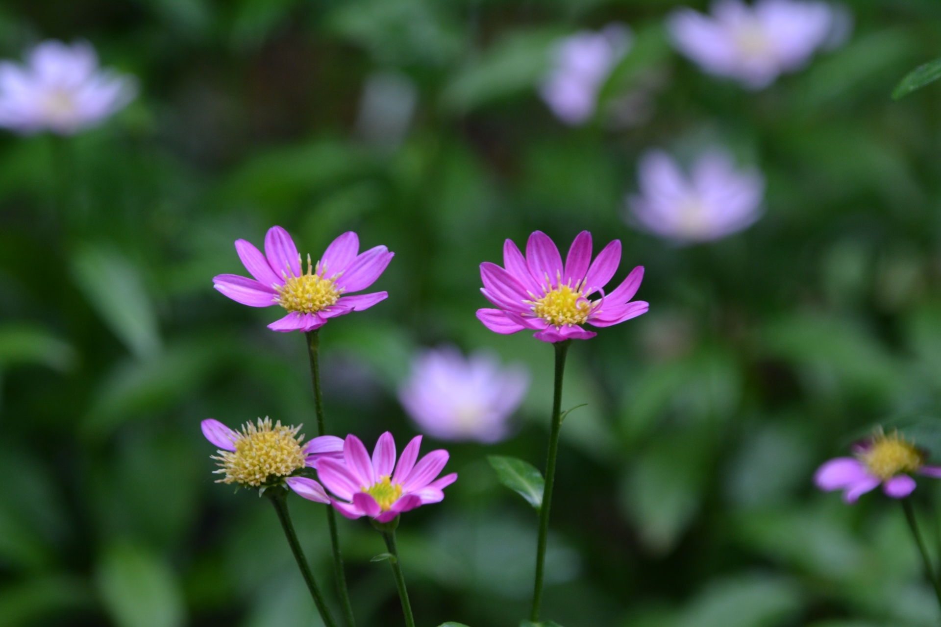 4月の誕生花 誕生日の花と花言葉の一覧 – &YOUKAENアンドユーカエン