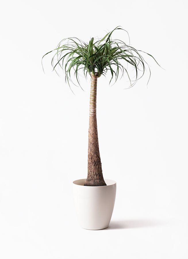 子供部屋に置くおすすめ観葉植物通販HitoHana ひとはな