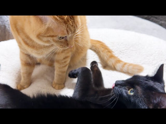 仲良しすぎる兄妹猫「ゆず」と「なつ」 引き離すことができず、２匹一緒に迎え入れた「犬や猫 ともっと幸せに」をコンセプトにしたWEBメディア「sippo」