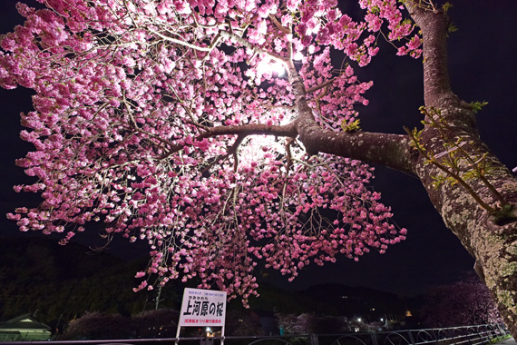 河津桜愛知知多半島 知多郡南知多町「聖崎公園」でお花見！ – ゆるり、素敵さがし