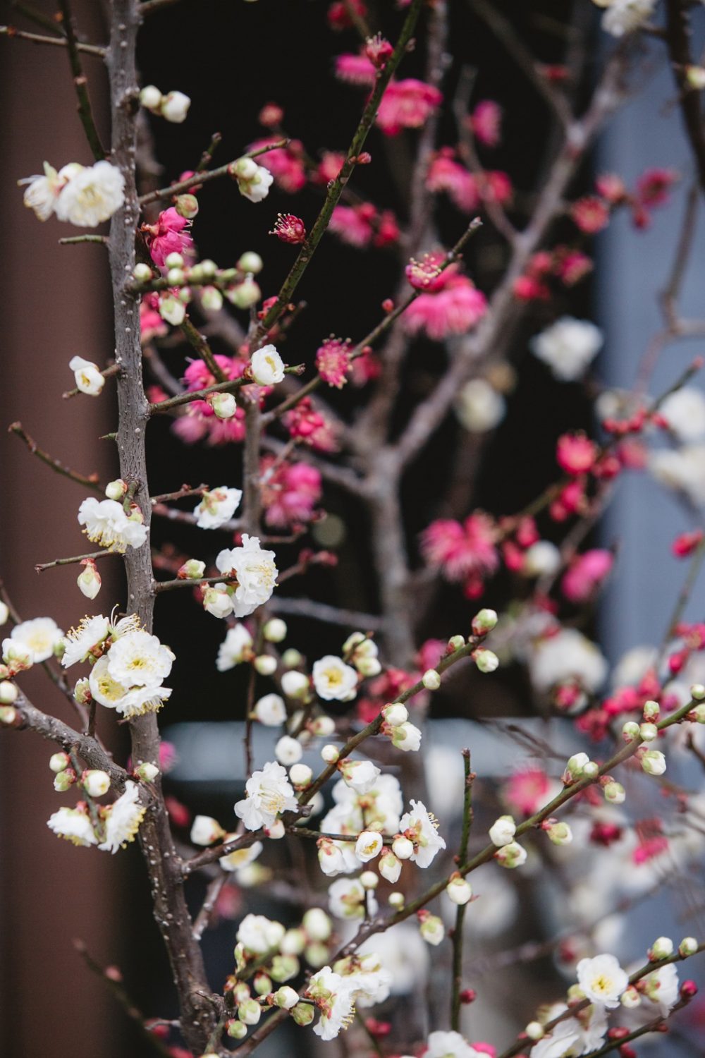 結婚式におすすめの花43選＆素敵な花言葉 コーディネート例付き ゼクシィ