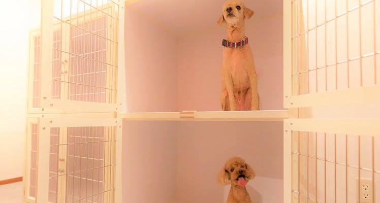 愛犬と星のや軽井沢で非日常を満喫する - 星のや軽井沢星野リゾート 公式