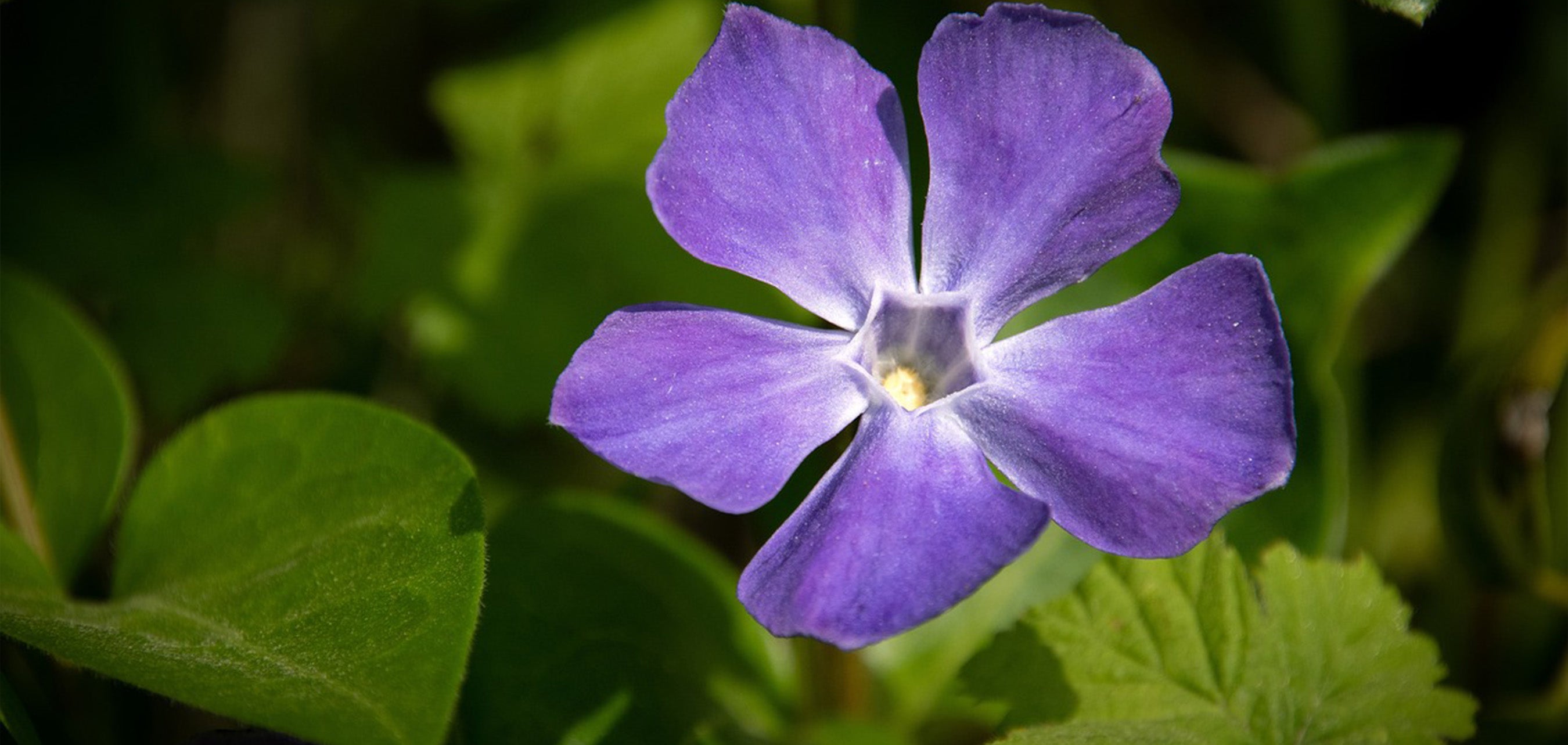 4月8日の誕生花と花言葉芝桜 シバザクラLOVEGREEN ラブグリーン