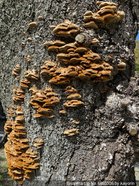 小さな穴やブツブツの集合体に嫌悪感を抱く「集合体恐怖症」はインターネットによって悪化している可能性 - GIGAZINE