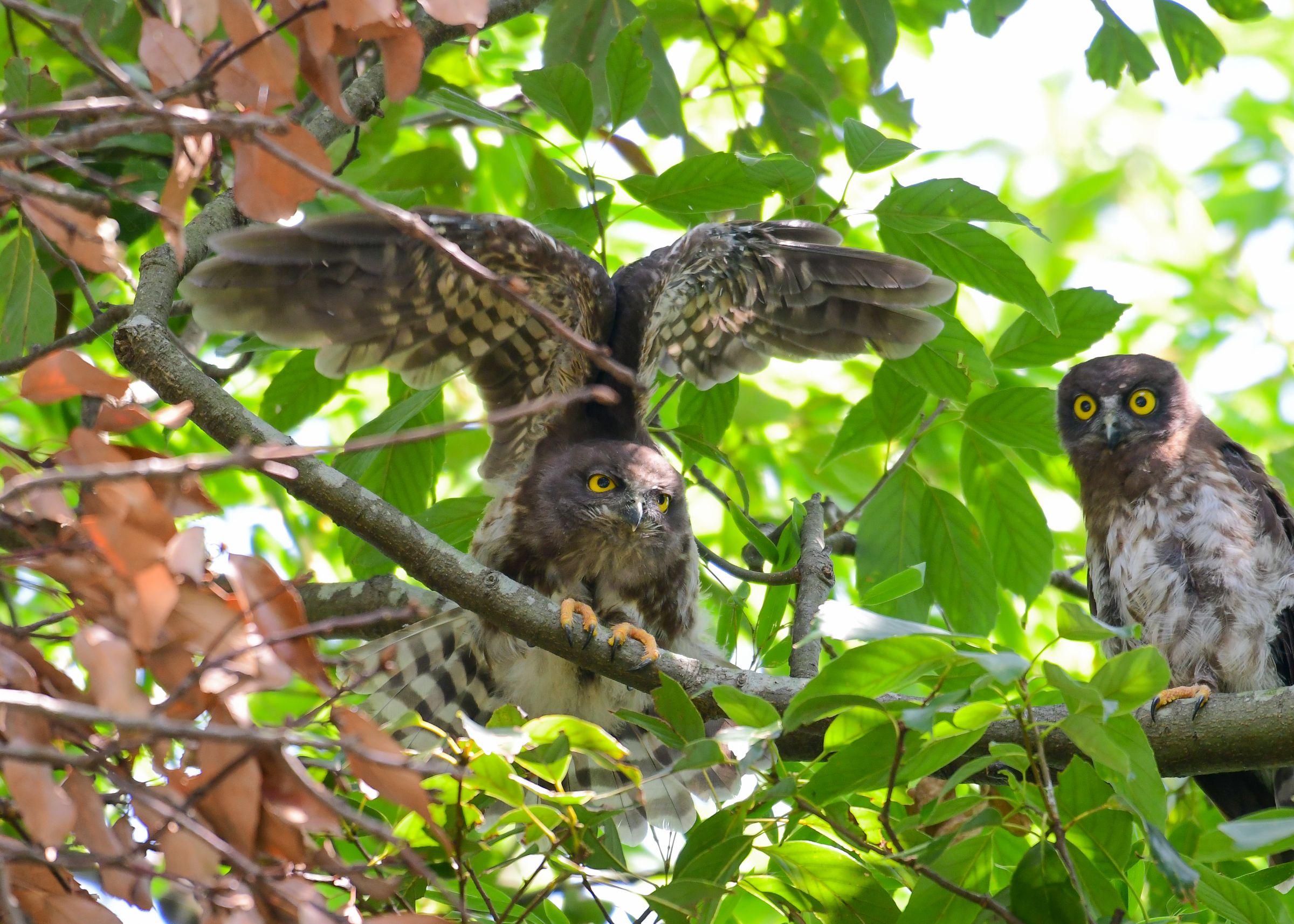 熊田曜子、両手でバスト包む「雛ポーズ」も魅せた創作エクササイズが高評価！アサ芸プラス