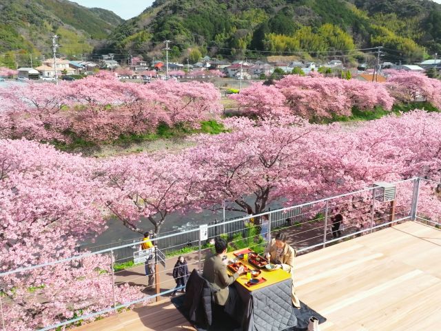 十万山 じゅうまんやま 公園 河津桜満開です - 熊本県天草観光ガイド