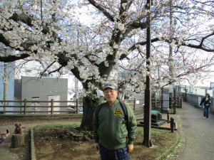 今年も夫婦2人で浦安の桜並木を見に行きました。: ロック詩人・辻元よしふみのブログ