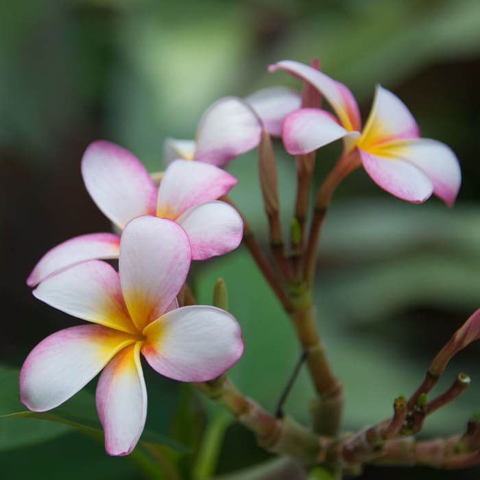 熱帯の花と葉の花束。プルメリア、ハイビスカス、モンステラ、パーム。ベクトルの図。のイラスト素材・ベクター Image 40164513