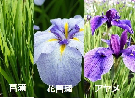 こどもの日 端午の節句 にはなぜ「菖蒲湯」に入る？由来や作り方をご紹介株式会社ふらここ