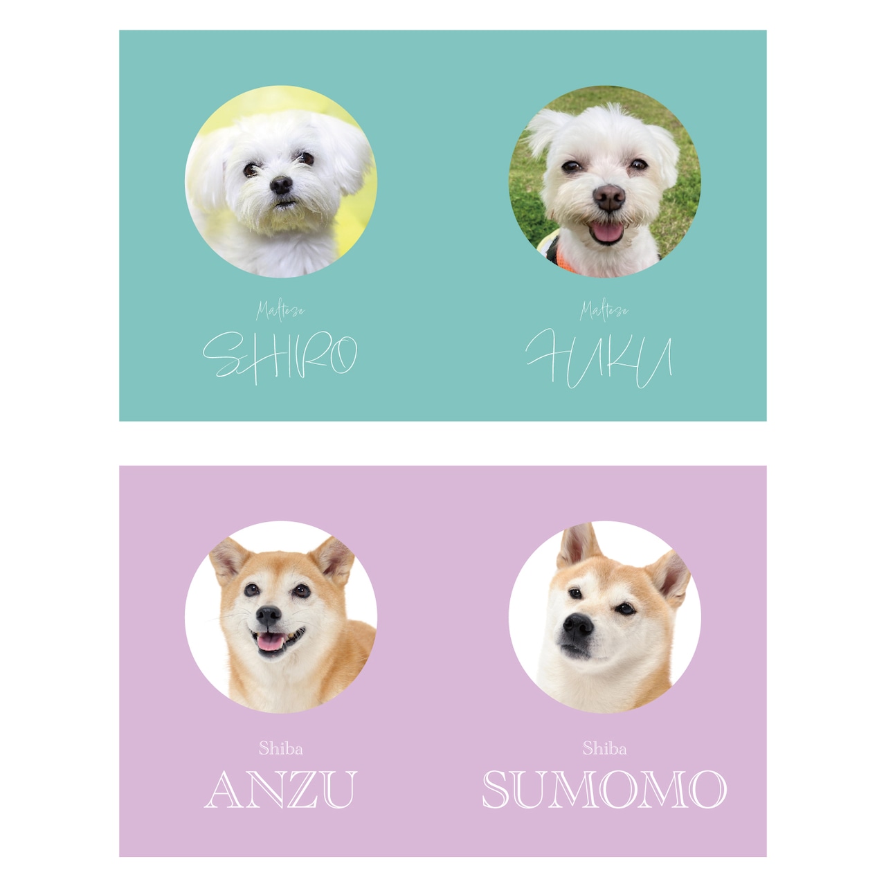 両面100枚 2匹用多頭飼い 2頭 犬名刺 猫名刺 ペット名刺 うちの子名刺 名刺入れ 名刺ケース カード オーダーメイド オリジナル親バカグッズ うちの子グッズ 犬用 猫用 ペット用opg1