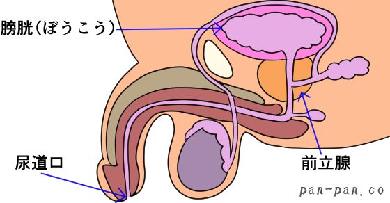 成功率順】男の潮吹きに適したおすすめオナニー方法8選 | STERON