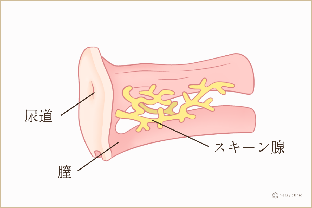 腟が濡れにくいというお悩み | 医療法人 大美会（心斎橋・梅田・天王寺・京都烏丸・神戸・岡山）【公式】