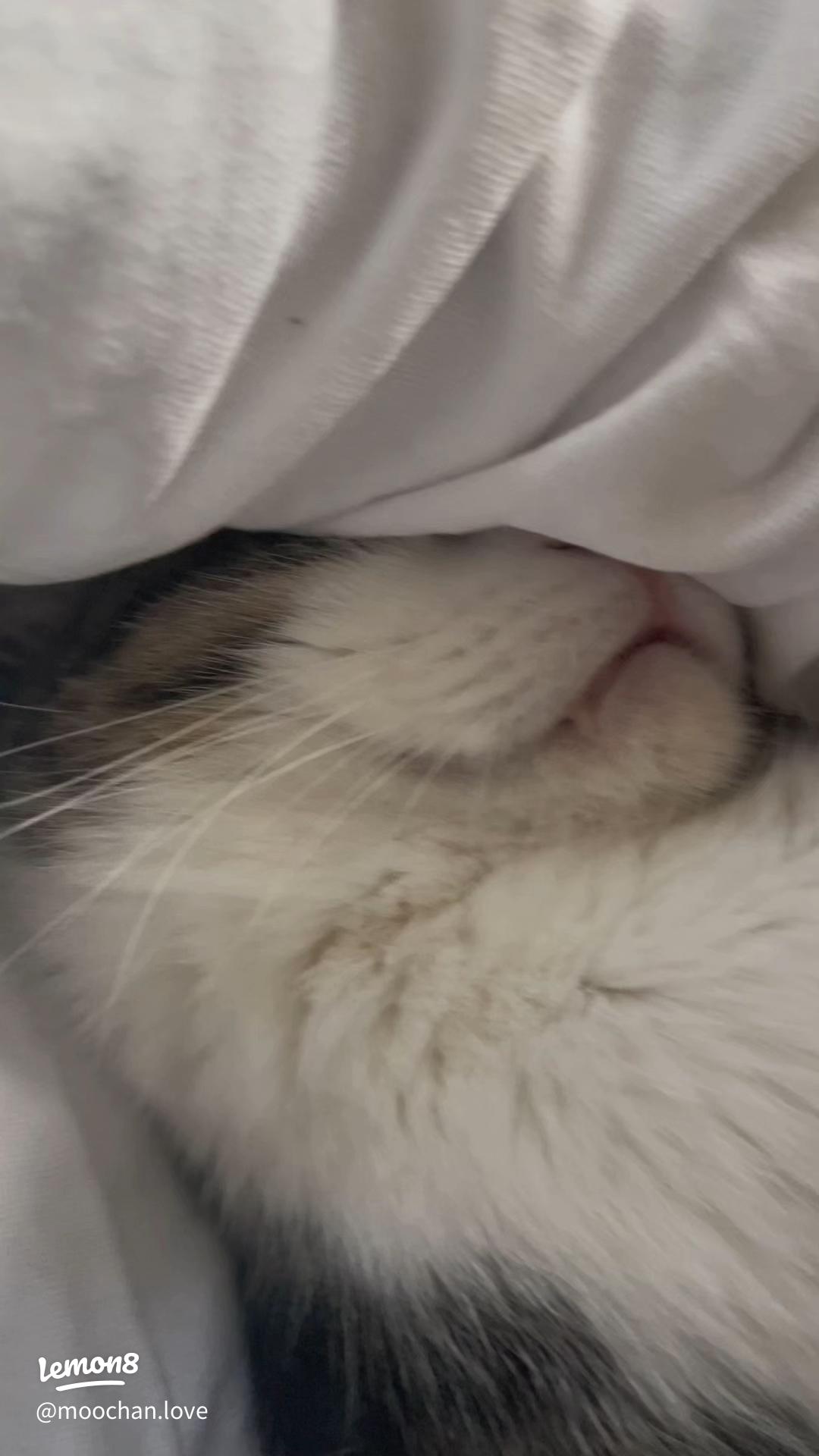 ハイキュー角名倫太郎 夢漫TikTok