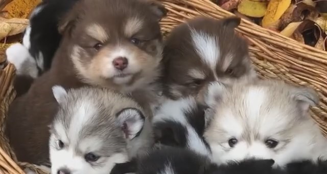 ミックス犬・ポンスキーの子犬 平野瓜破