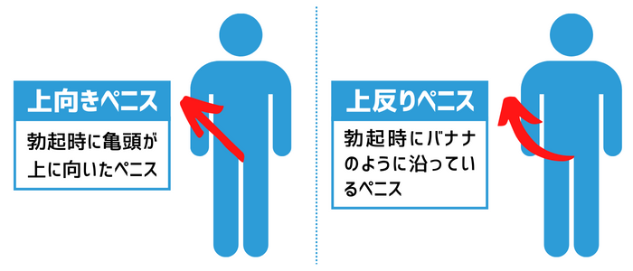 女性に好かれる上反りペニスとは？上向きペニスとの違いやトレーニング方法など | ザヘルプM