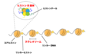 プログラムが実行されるまでの流れとコンパイラ、リンカ、ローダを学ぼう！ - ITの学び