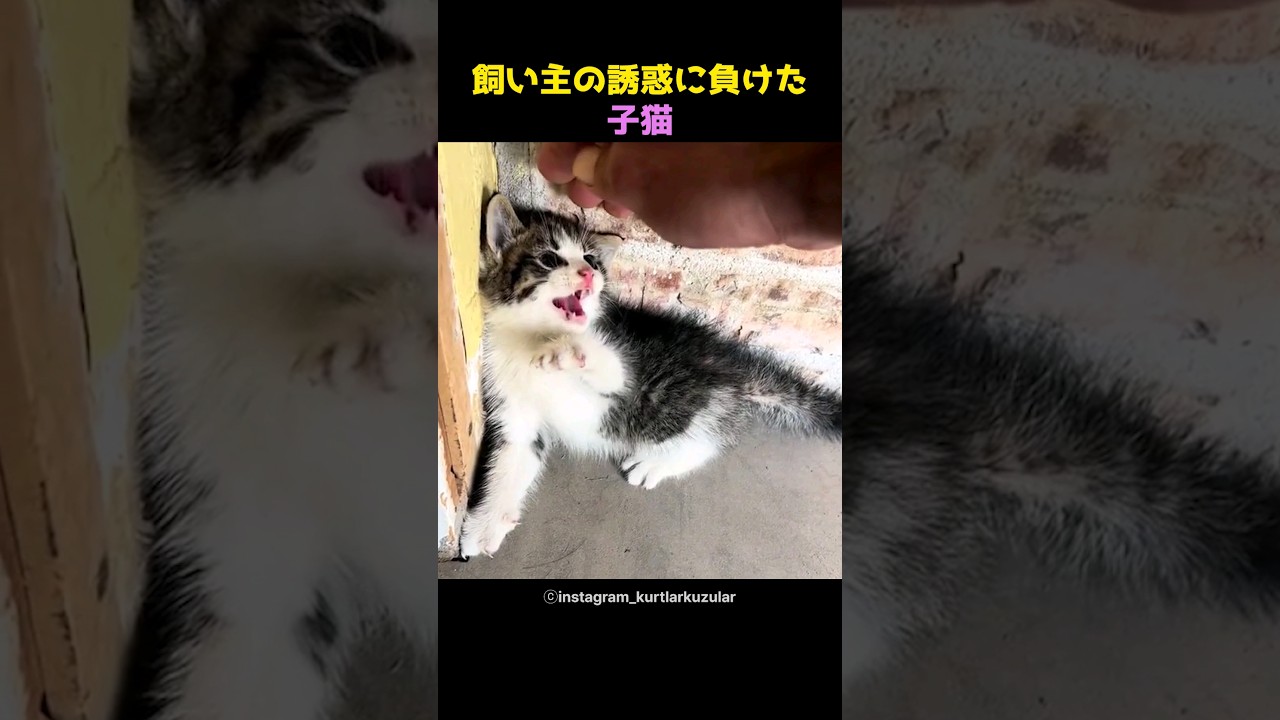 大垣「猫の誘惑」メンズエステとリラクゼーションマッサージ