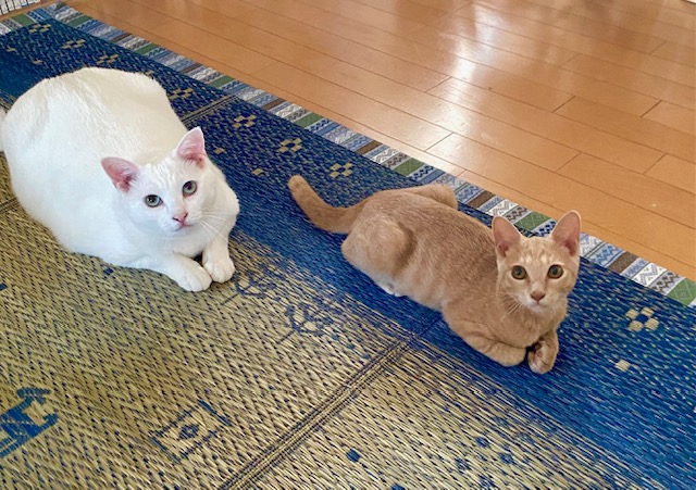 まるで兄弟猫！元保護猫２匹が仲良し過ぎて癒される！猫の多頭飼いのメリット。猫と絵画と