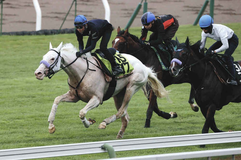ソダシの第１子となる牝馬ギャンブルりん🔥