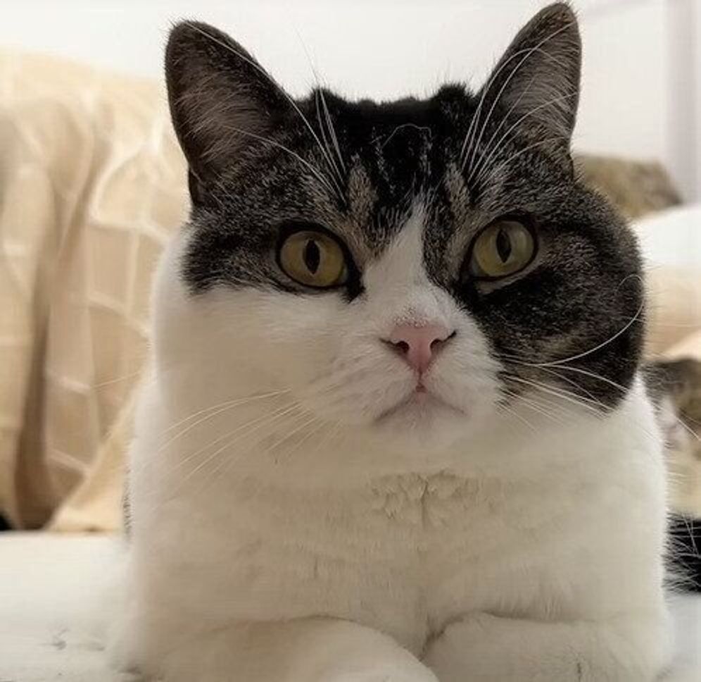 みんな大好き「にこみちゃん」の新メニューと、またやらかした馬鹿嫁小芝居劇場なのにゃ！飲んだくれの果て 高知編