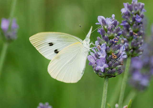 可愛らしい雌蝶さん八千代ウェディング