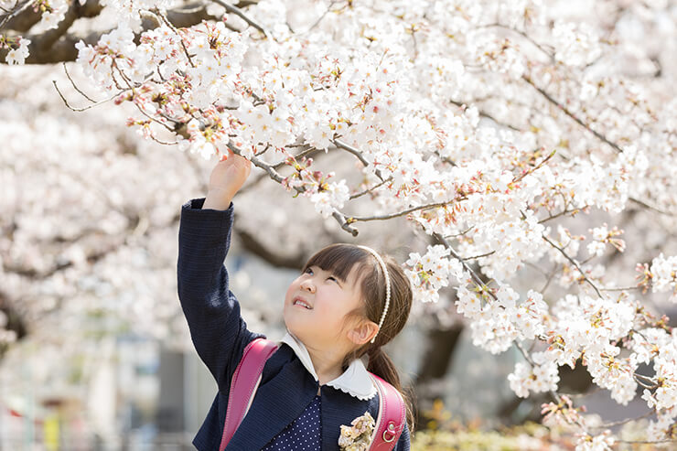 入学式：たくさん友達作る 桜も祝福、東京都内の小学校写真特集9 9毎日新聞