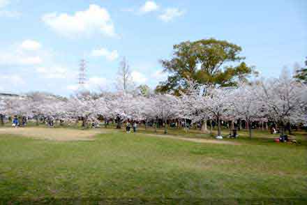 豊橋公園の桜】アクセス・営業時間・料金情報 - じゃらんnet