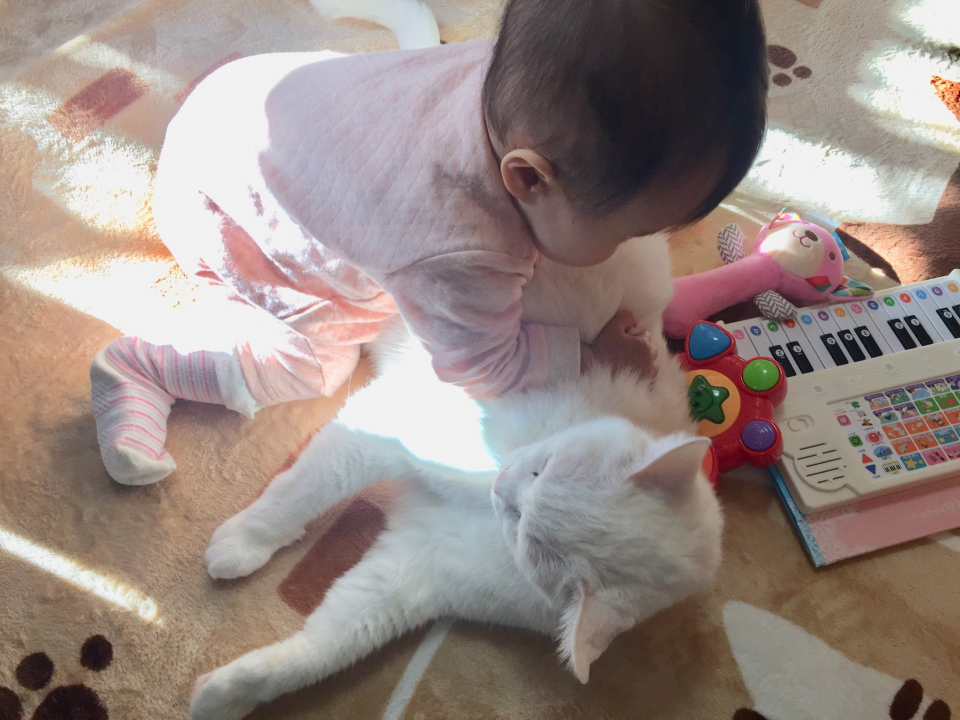 ３匹の猫と 生後7ヶ月の赤ちゃんと過ごす尊い１日✨