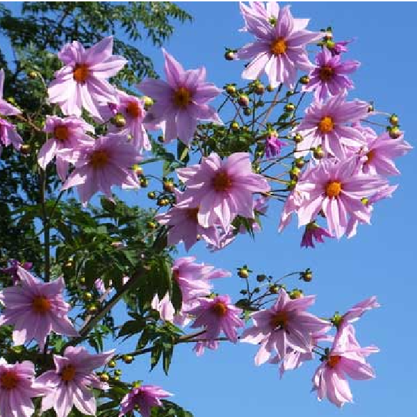 3月の誕生花と花言葉一覧TikTok