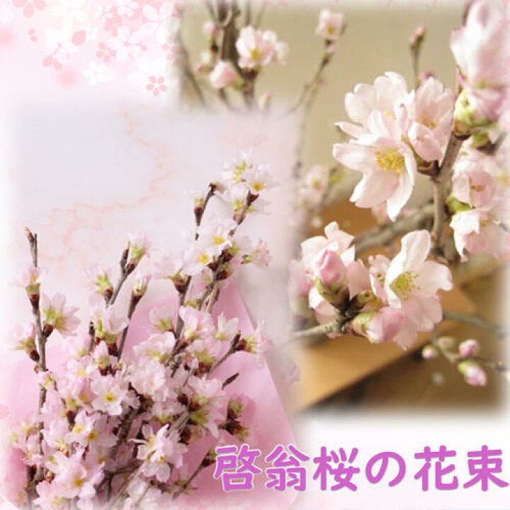 木之本桜 ,セーラームーン ,月野うさぎ