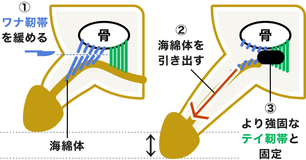 ペニスの大きさの測り方とは？平均サイズや大きく見せる方法を解説 - メンズラボ