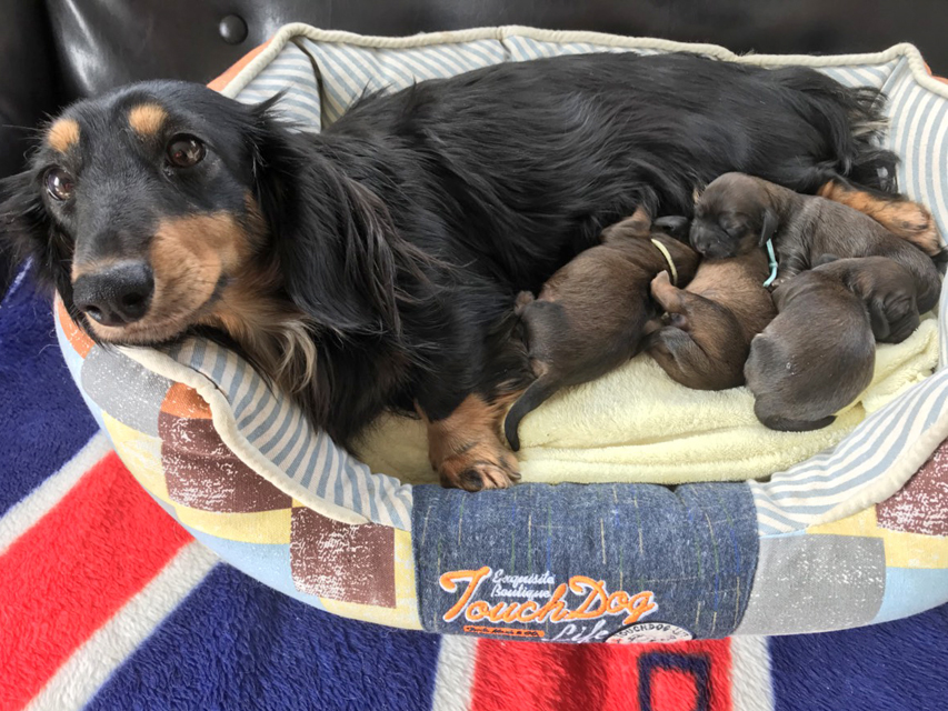 多産: ；ﾞﾟ'ωﾟ' :何匹生まれるの〜？💦