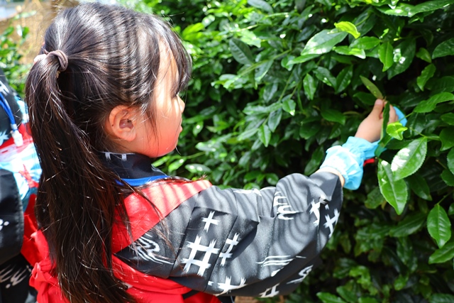 日曜日、イベントでのステージ発表が決定しました！！京都聖母学院小学校京都聖母4年生お茶活茶づな宇治茶聖母京都京都聖母学院小英語藤森カトリック小学校受験小学校私立小学校
