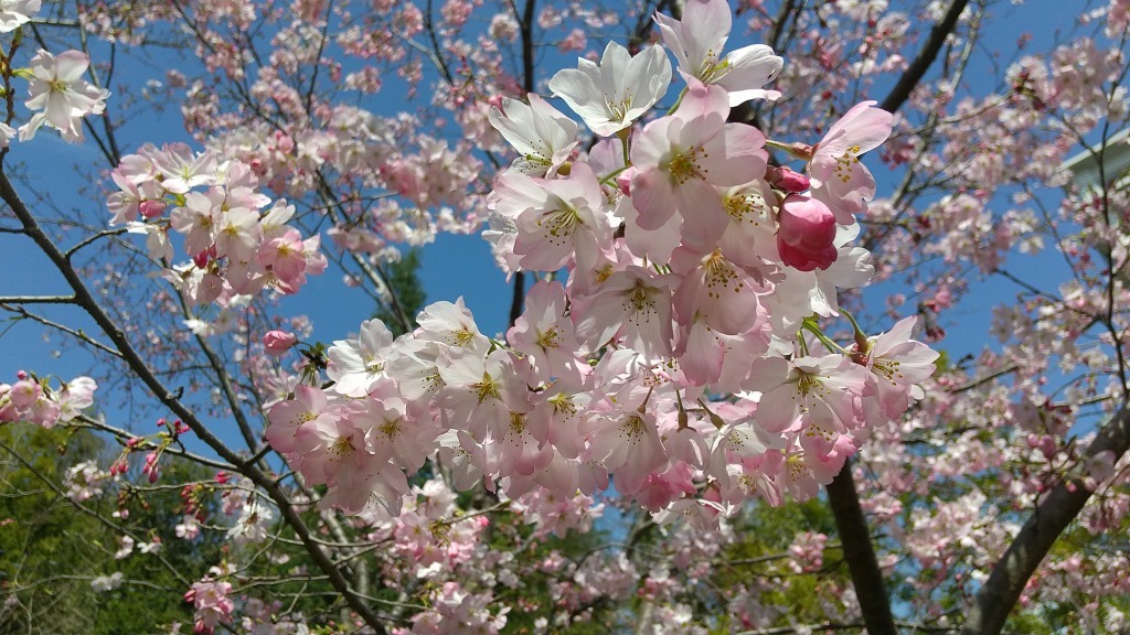 団塊夫婦の桜巡りドライブ 2022ハイライト ー一目千本も見頃・念願の吉野山へ』吉野 奈良県 の旅行記・ブログ bymiharashiさん フォートラベル