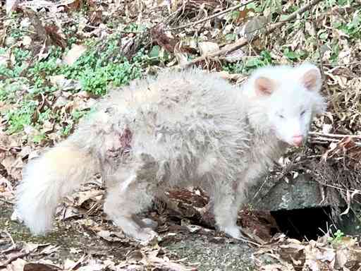 Vol.1340 たぬき出現まろん通信