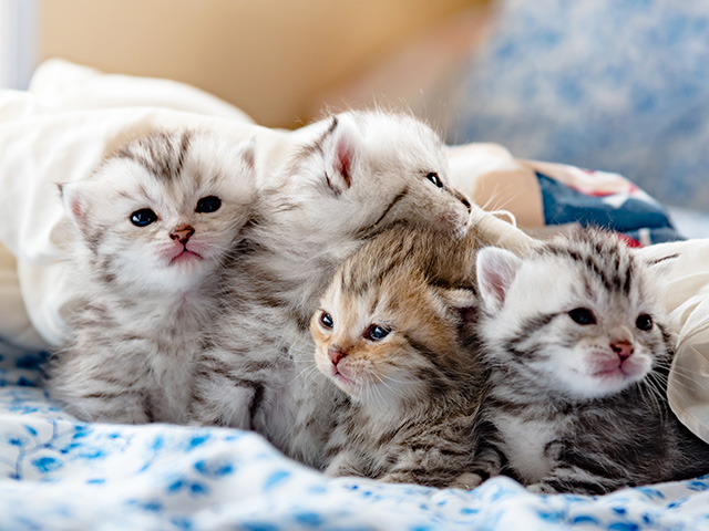 猫と赤ちゃん、仲良くなれるかな？ にゃんペディア編集部にゃんペディア