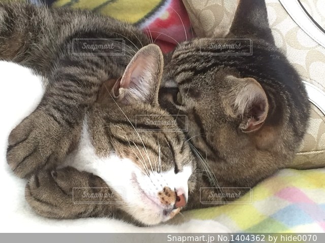 ABEMA Morning 平日あさ7時〜生放送- 仲良し兄弟猫 