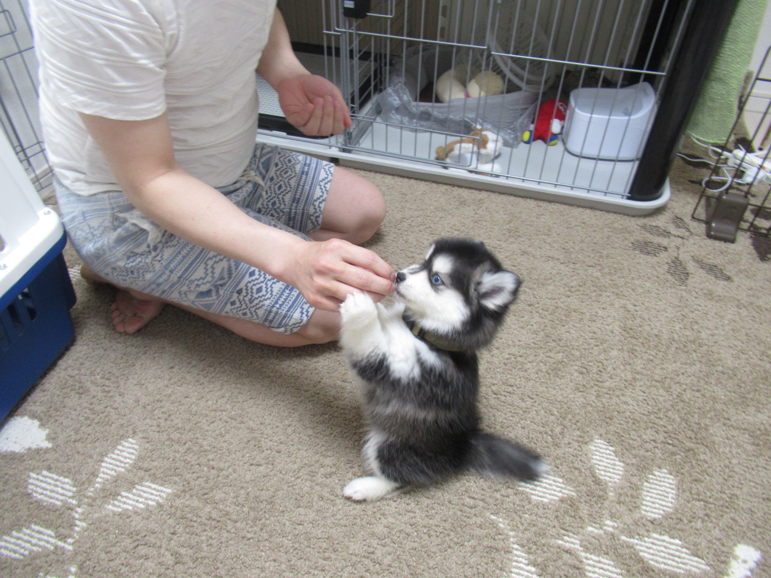 👶弟の100日記念撮影, 一緒に撮ってもらいました🐶, 「お姉さんみたいだね」って, 褒められちゃった •ө• ♡,ポンスキー赤ちゃんミックス犬 ,いぬすたぐらむ いぬ好きな人と繋がりたい ,ポメラニアンハスキー,pomsky babydogsofinstagramdogstagrammixedbreed