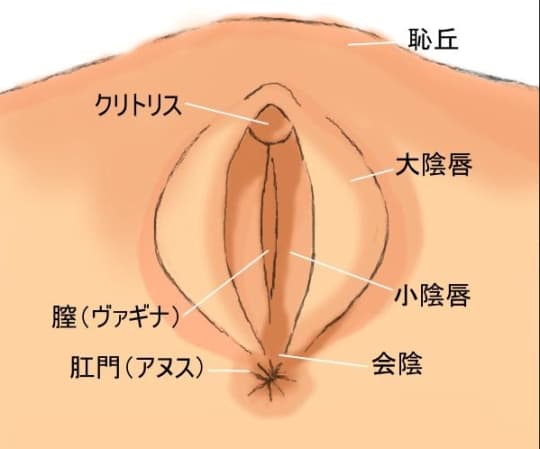 前立腺責めのやり方とコツ！気持ちいい前立腺マッサージの方法をイラストで解説