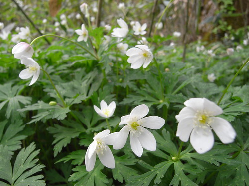 友情・絆・信頼・友達にまつわる花言葉をもつ花10選HORTI by GreenSnap