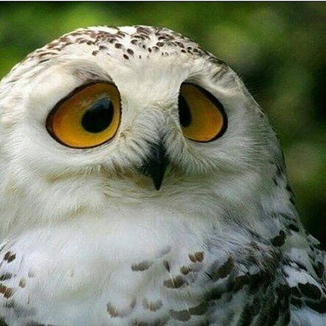 メンフクロウの飼育方法は？値段や寿命、注意点を解説東京ECOいきもの図鑑