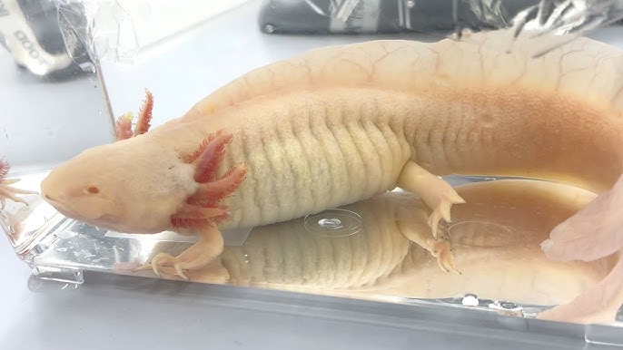 ファイアダンス ころん・まぜ太・ロゼ・ばぁう 歌ってみたMVイラストを担当させていただきました よろしくお願いいたします💜🩵♥️❤️すとぷり騎士AAMPTAKxCOLORSめておら