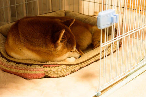 子犬を迎える準備 インテリアに馴染むケージとトイレとハウスを置きました Living Roomわが家のここち