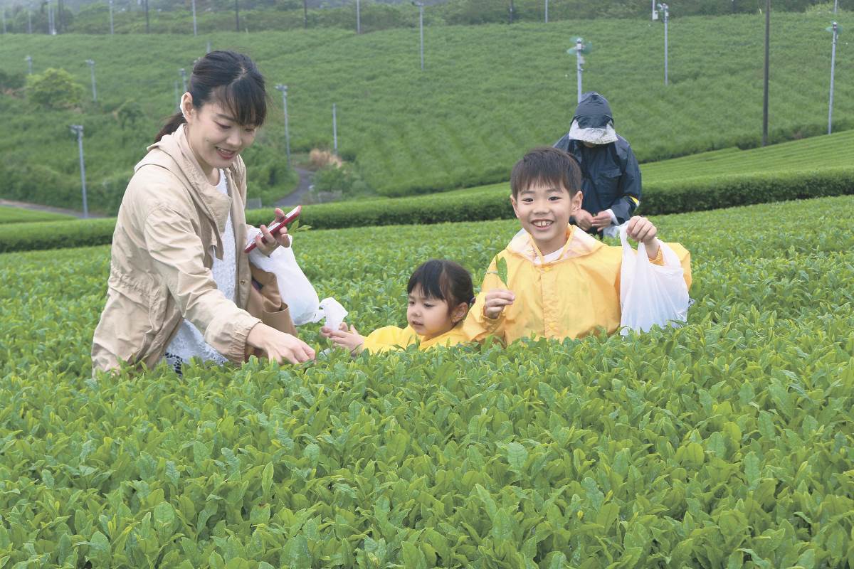 富永小学校 茶摘み体験 – JA北びわこ