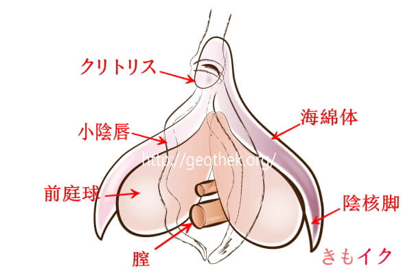 クリトリスの気持ちいい部分は突起だけじゃない！敏感女子の快感スポット－AM