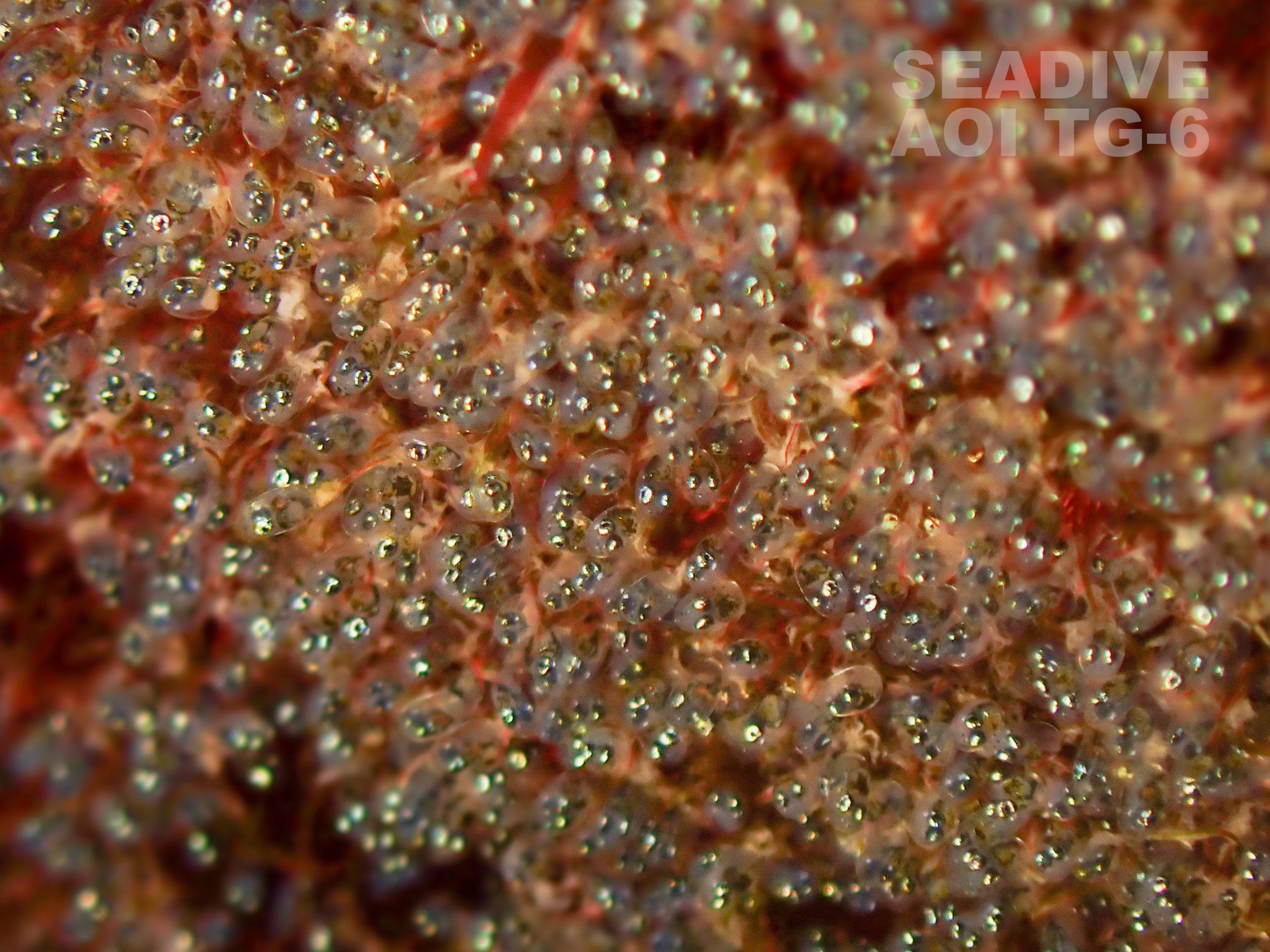 呪われた目 集合体恐怖症ごめん笑TikTok