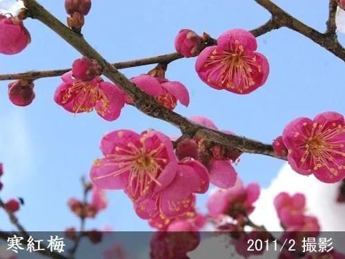 いろいろな梅の花なんでも梅学